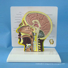 Head Brain Anatomic Model for Medical Teaching (R050129)